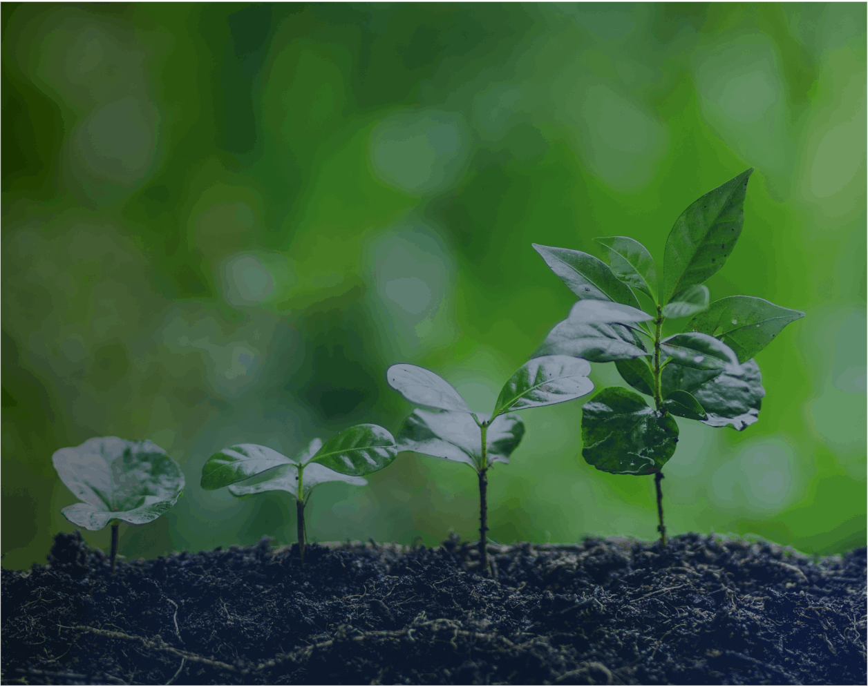 Growth lifecycle